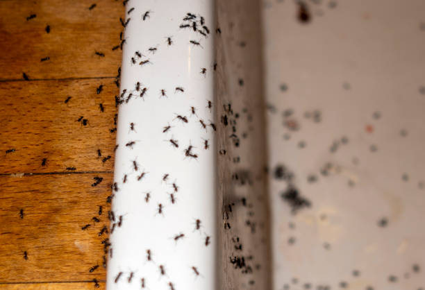 Best Emergency Pest Control  in Walls, MS